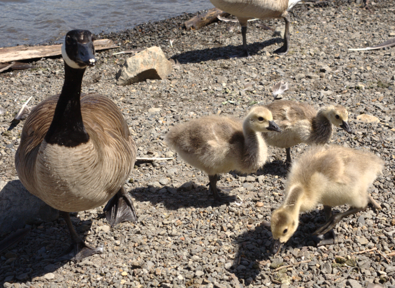Canada Goose goslings