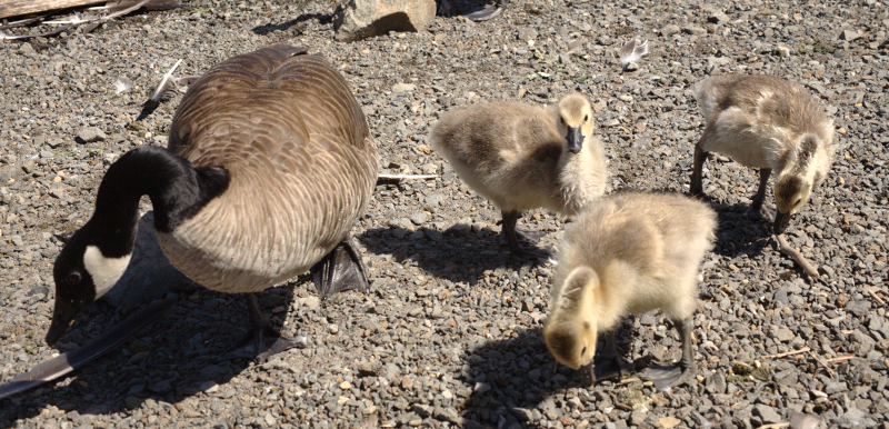 Canada Goose goslings