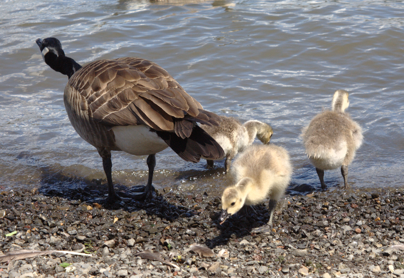 Canada Goose goslings
