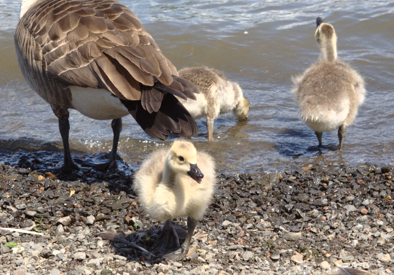 Canada Goose goslings