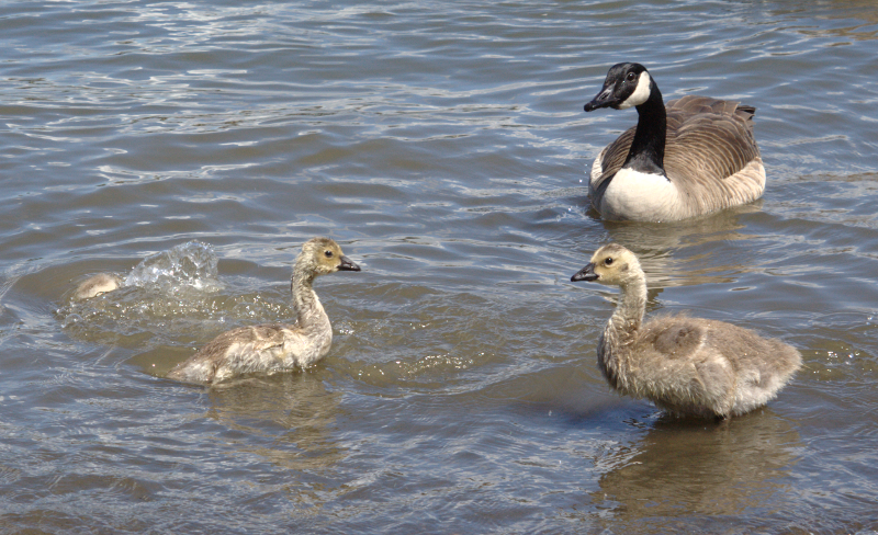 Canada Goose goslings