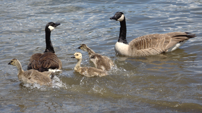 Canada Goose goslings