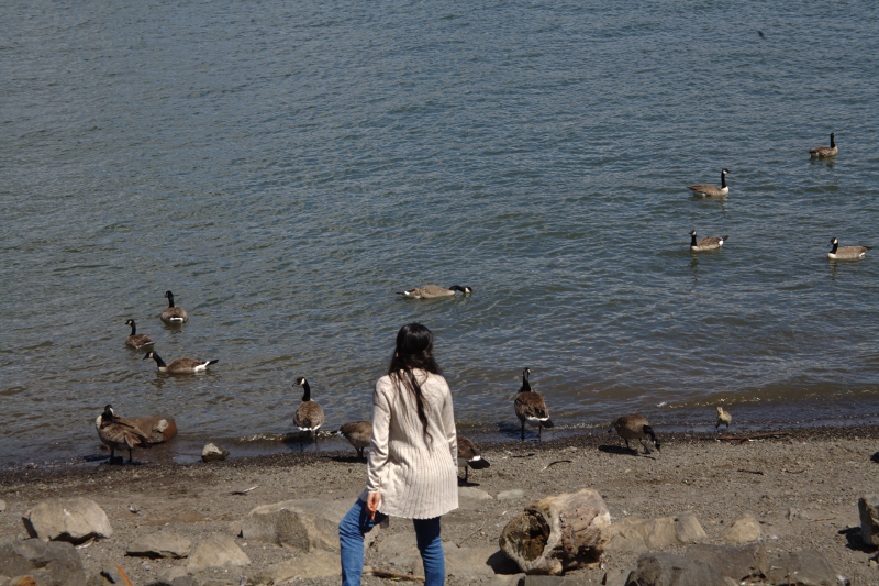 Canada Goose goslings