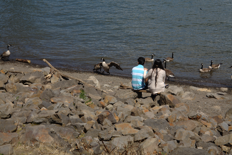Canada Goose goslings