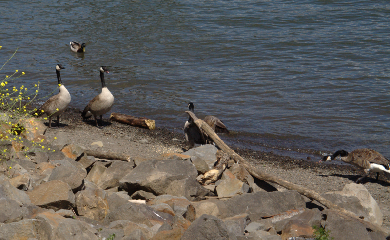 Canada Geese