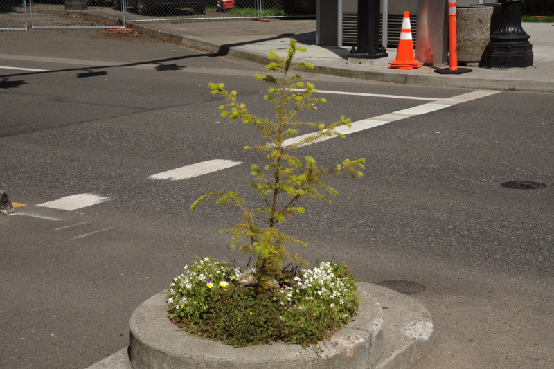 Canada Goose goslings