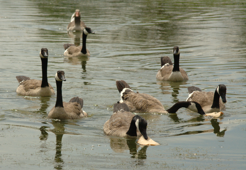 Canada Geese