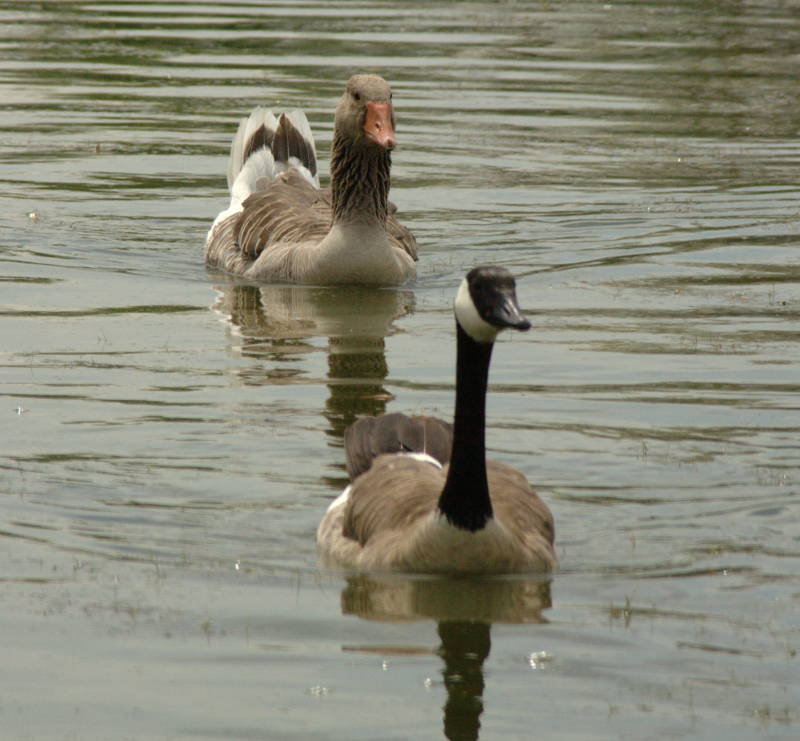 Gus the Greylag Goose