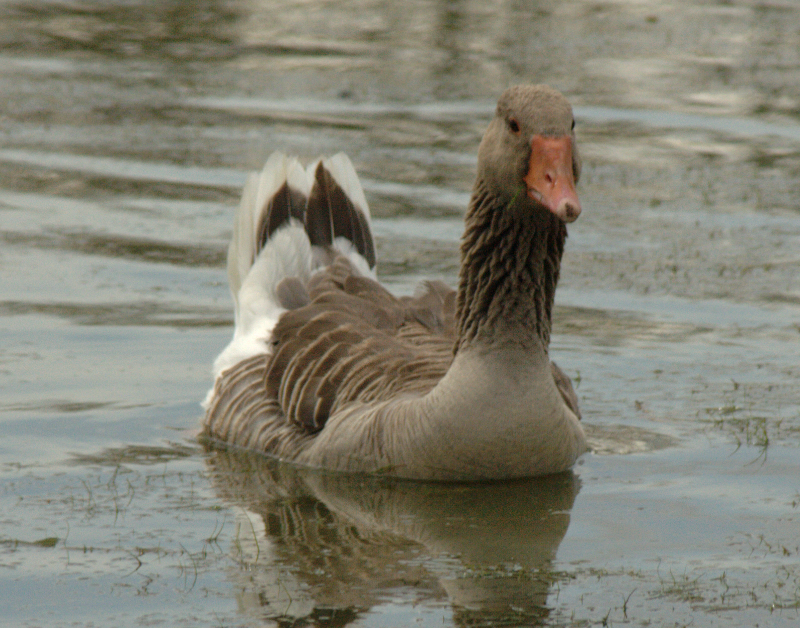 Gus the Greylag Goose