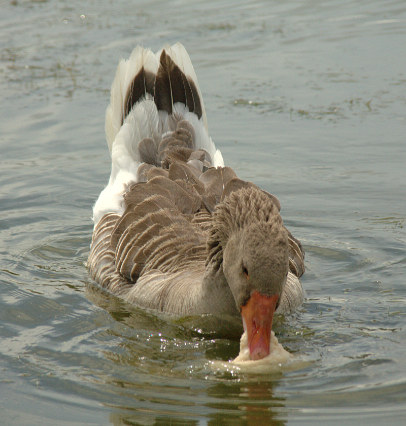 Gus the Greylag Goose