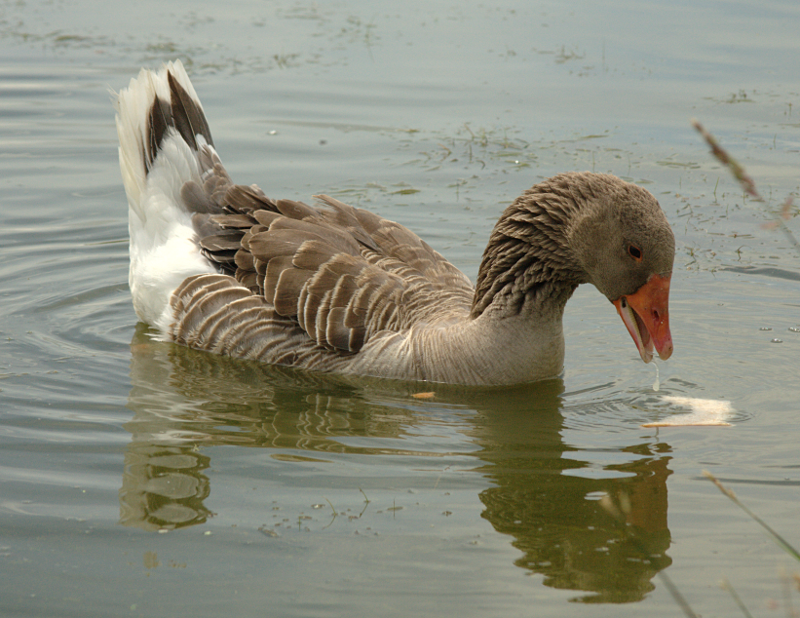 Gus the Greylag Goose