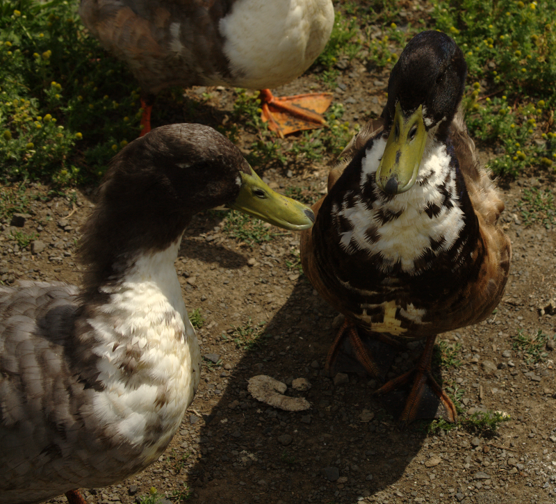 Mongel Ducks