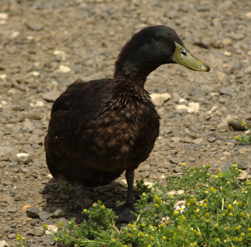 Blackie the Mongrel Duck