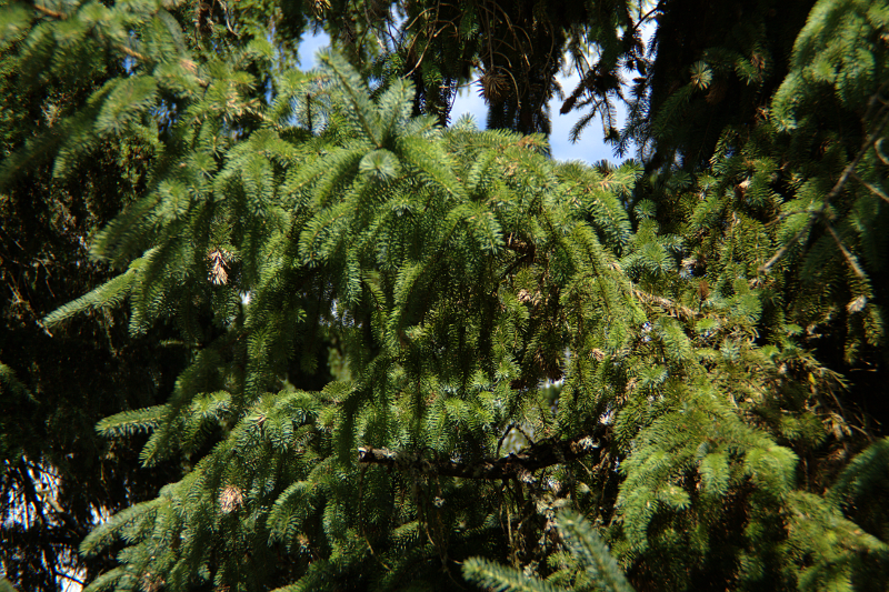 A branch of the pine tree beside my house