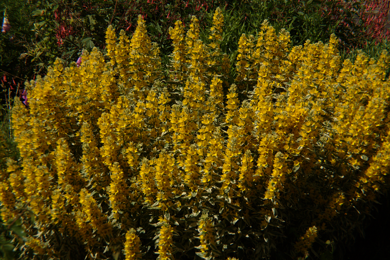 Flowers in my front yard