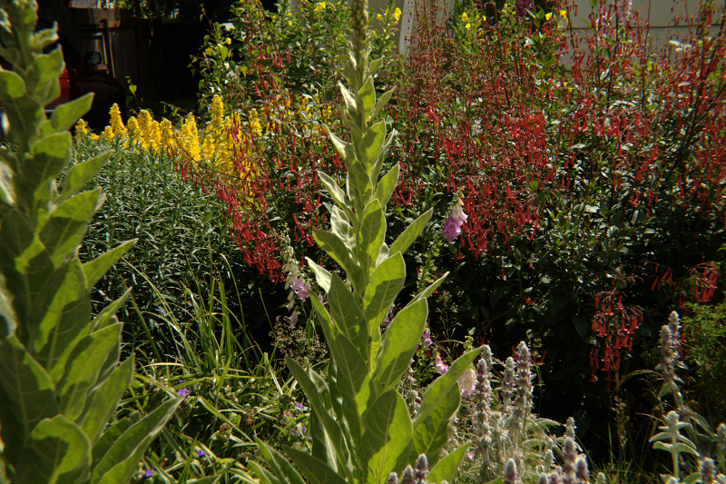 Canada Goose goslings