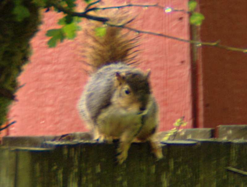 squirrel