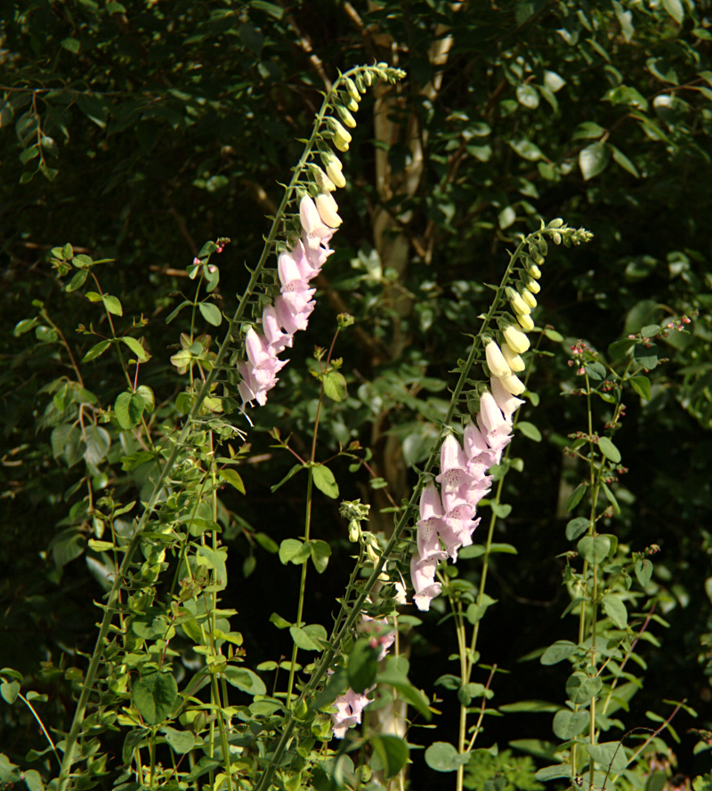 Foxglove