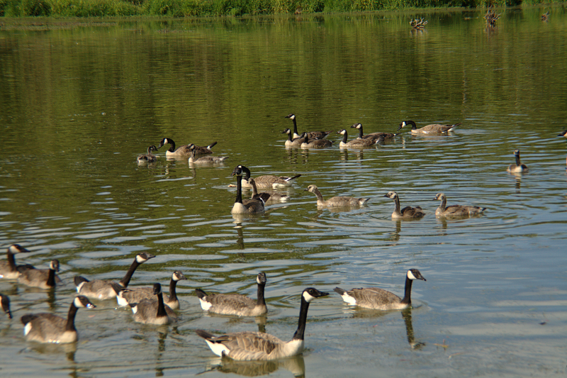 Canada Geese + goslings