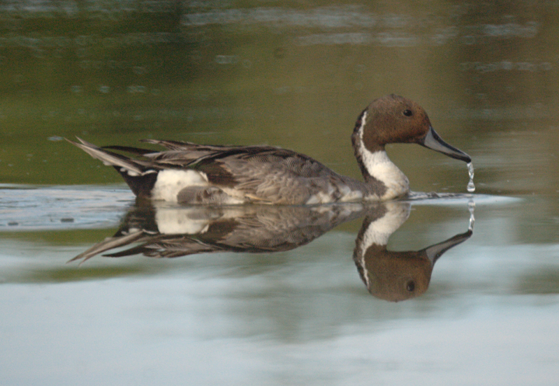 Male Northern Pintail Duck