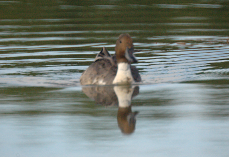 Male Northern Pintail Duck