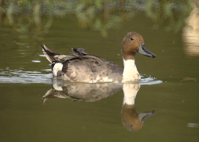 Male Northern Pintail Duck