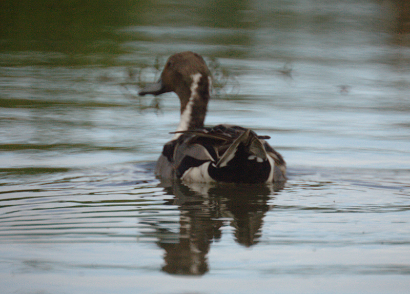 Male Northern Pintail Duck