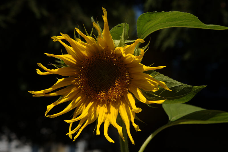 Sunflower