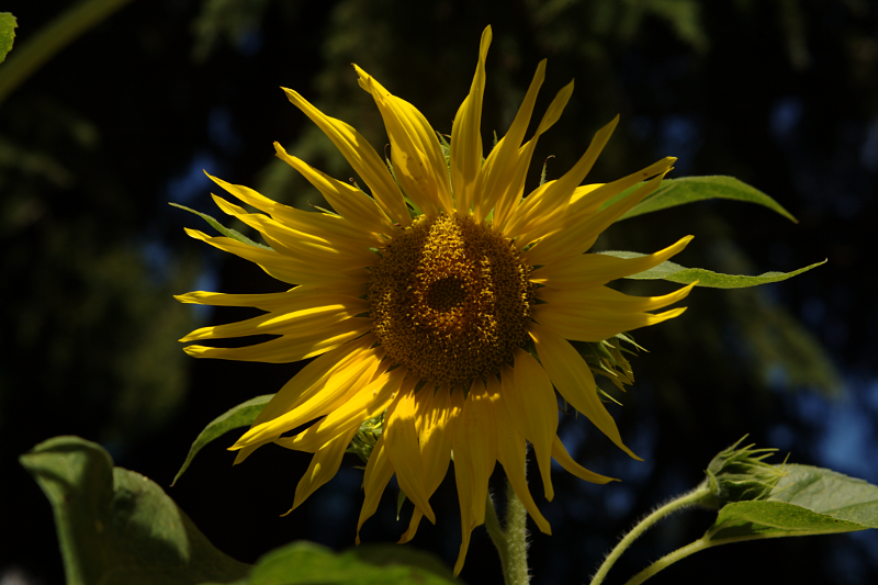 Sunflower