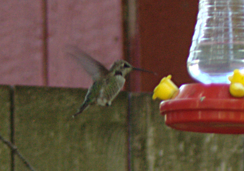 A female Anna's Hummingbird