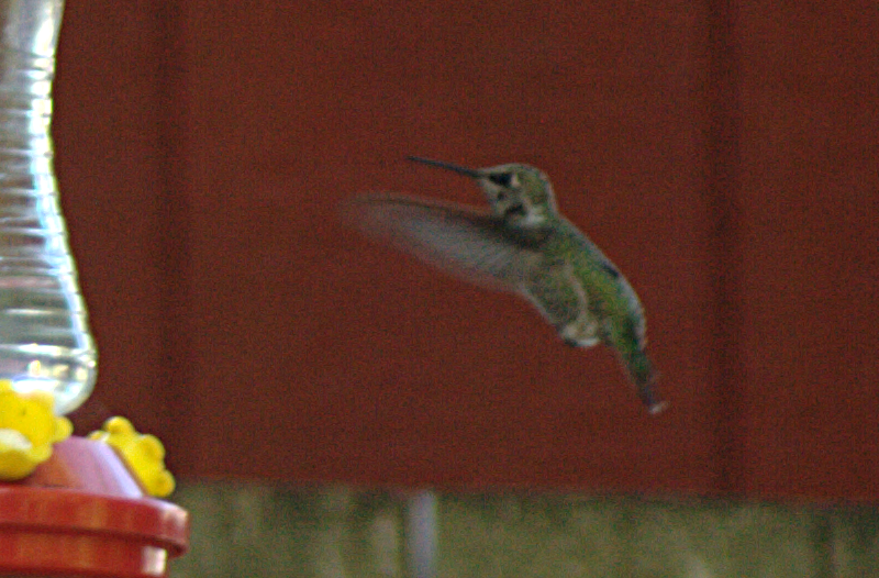 A female Anna's Hummingbird