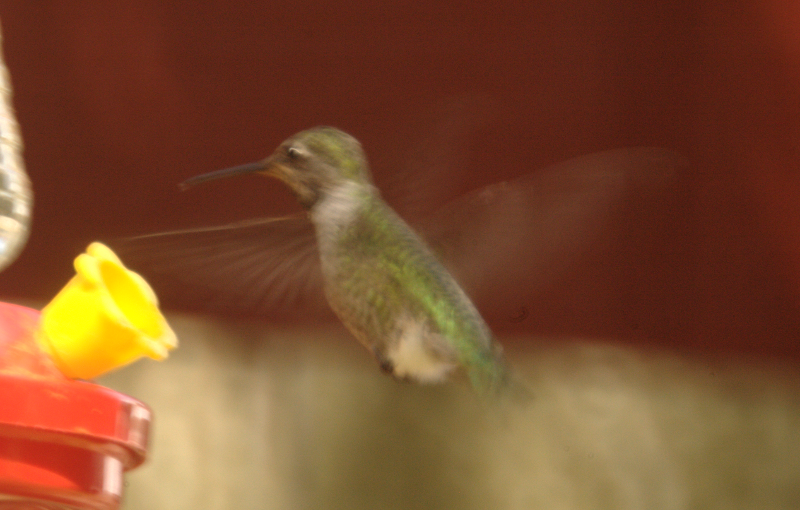 Anna's Hummingbird