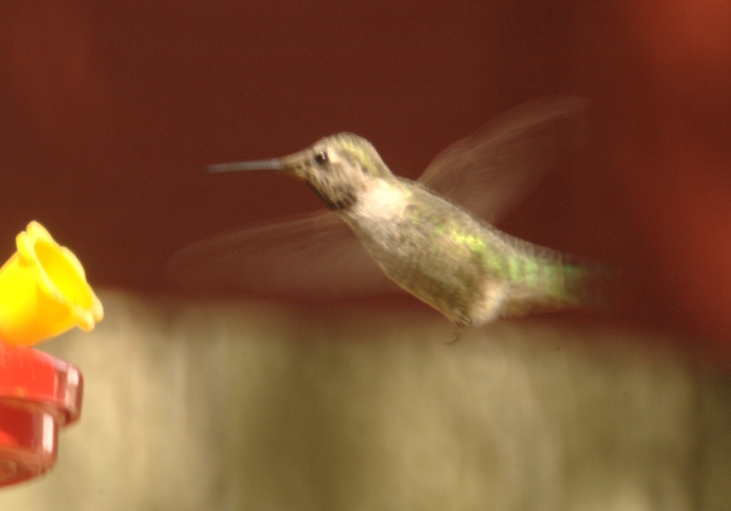 Anna's Hummingbird