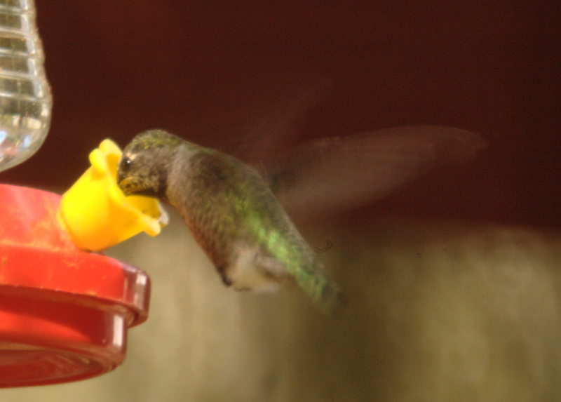 Anna's Hummingbird