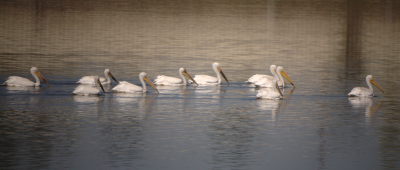 Pelicans