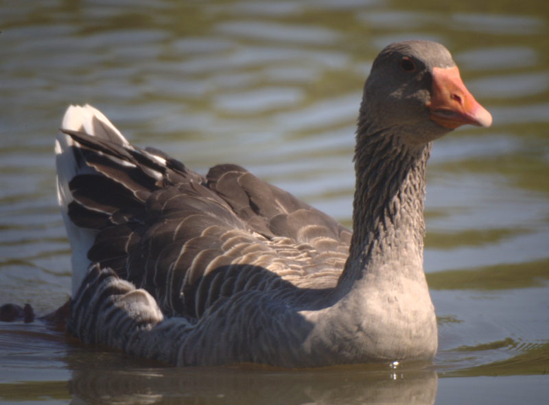 Gus the Greylag Goose