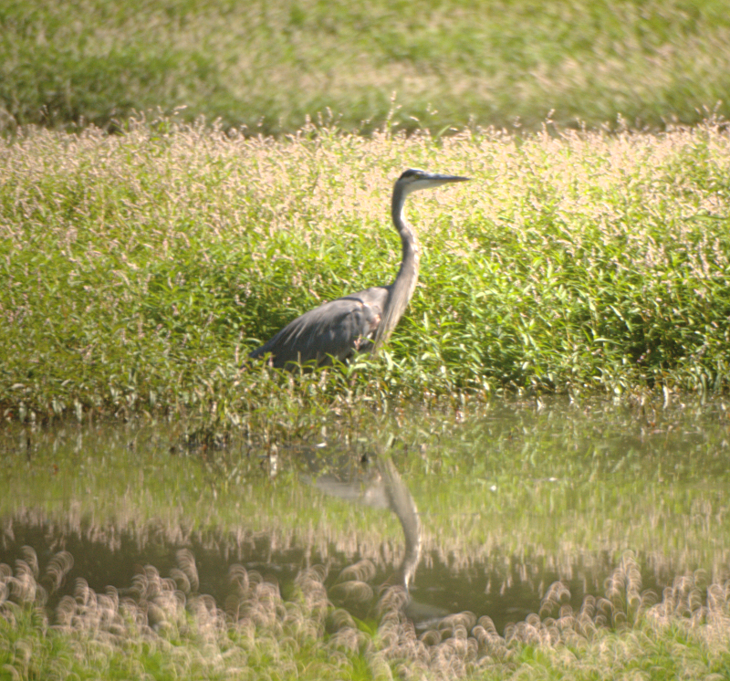 Great Blue Heron