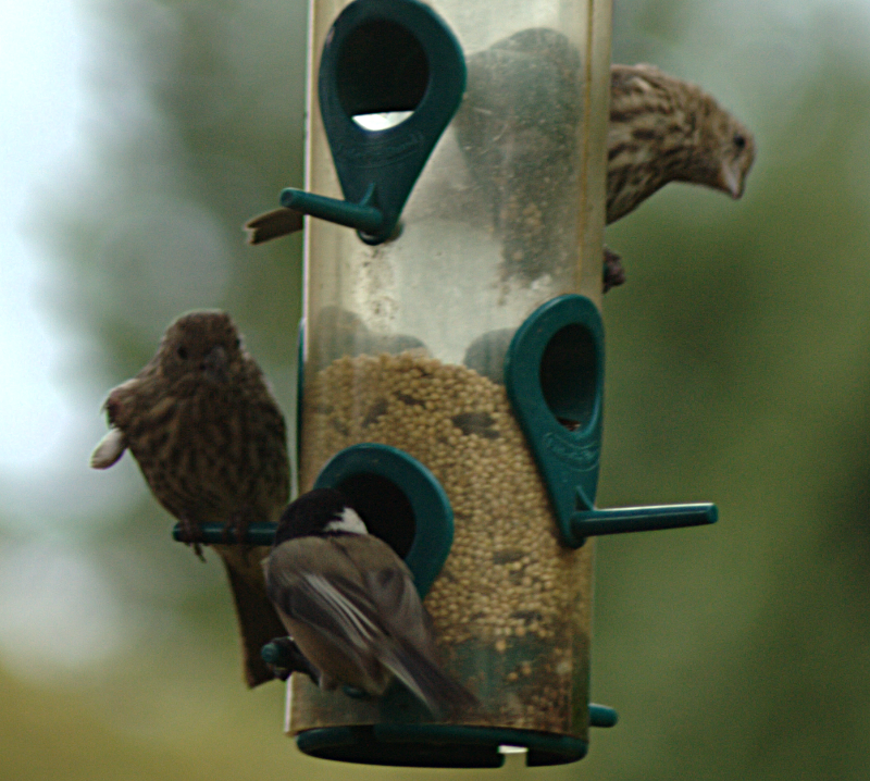 Sparrows + uknown bird