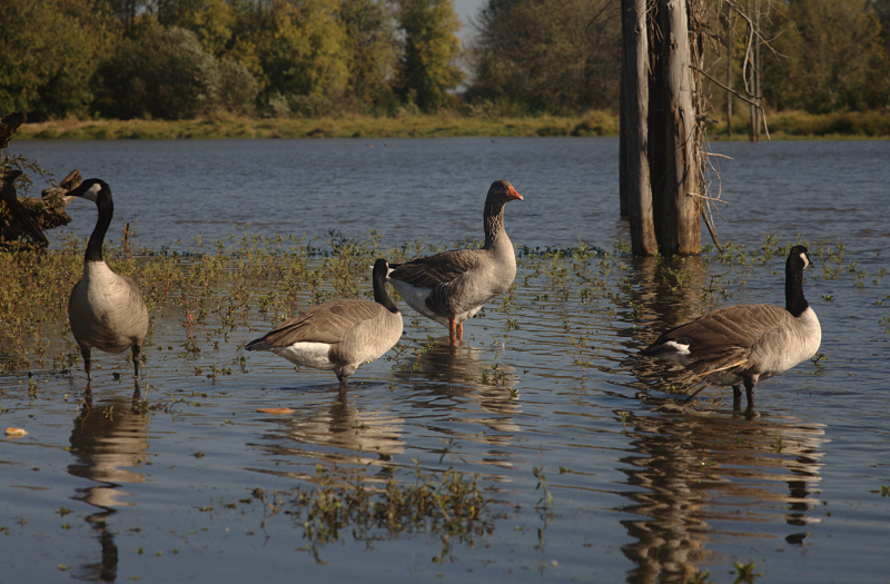 Gus and Canada Geese friends