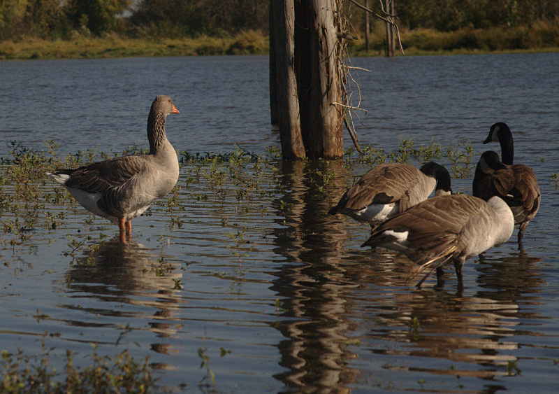 Gus and Canada Geese friends