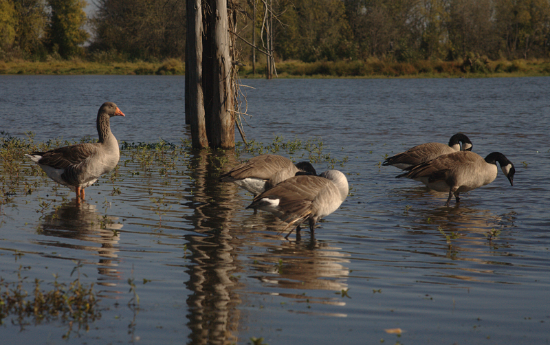 Gus and Canada Geese friends