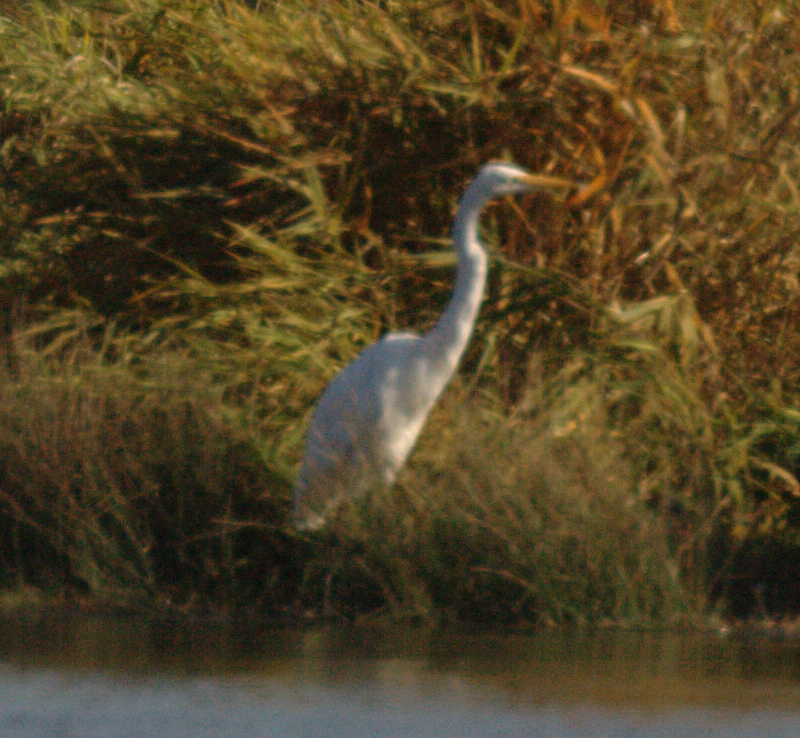 Egret