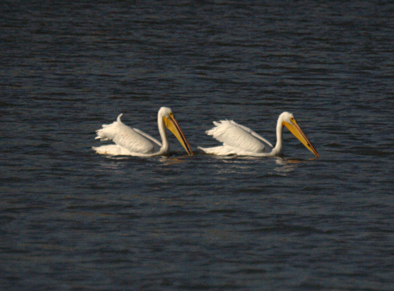 Pelicans