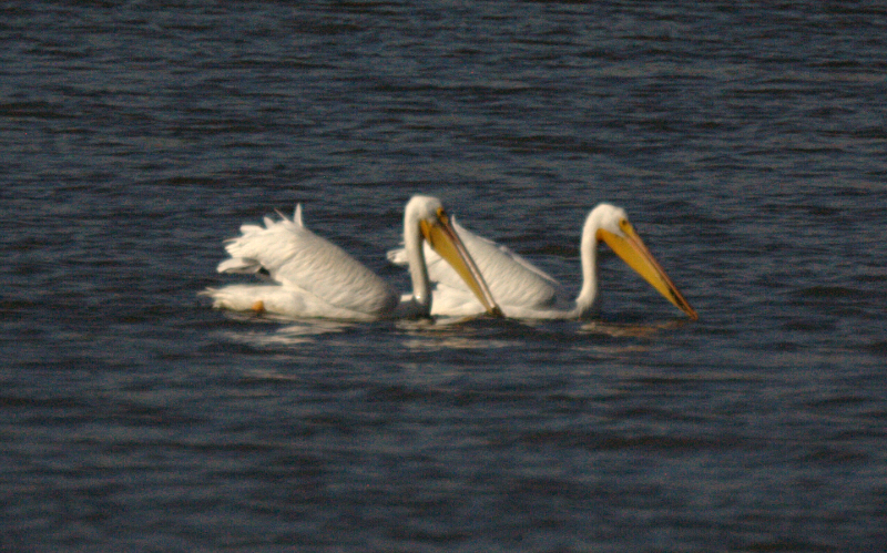 Pelicans