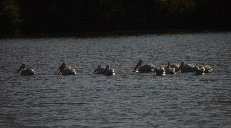 Pelicans