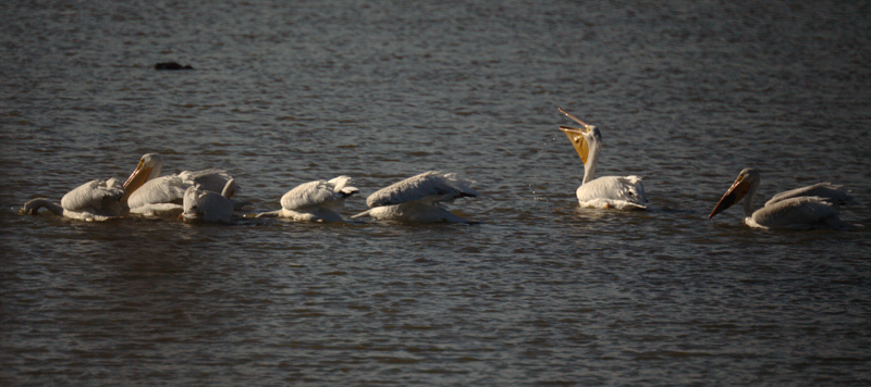 Pelicans