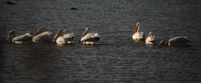 Pelicans