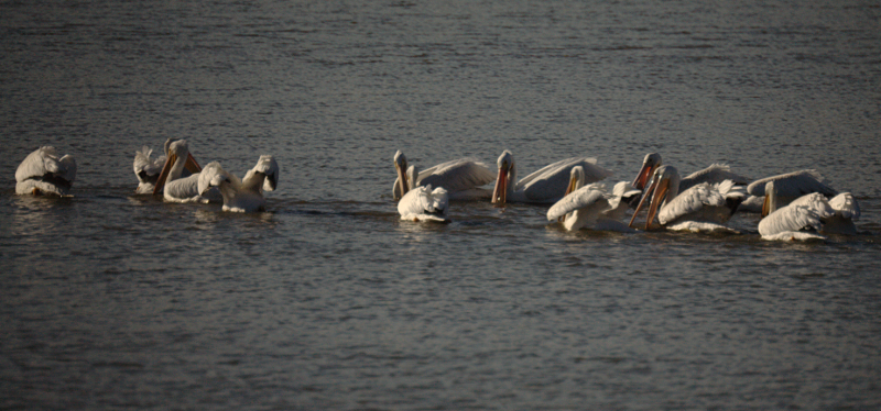 Pelicans