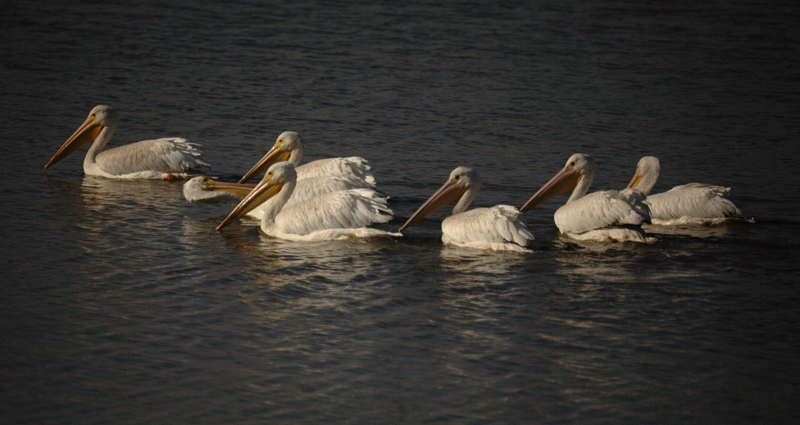 Pelicans