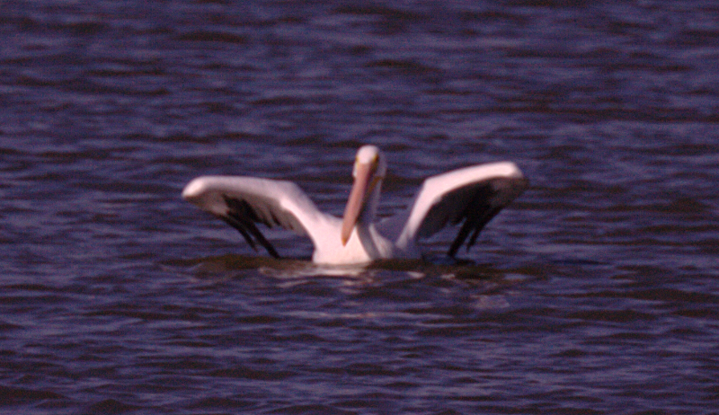 Pelican taking off
